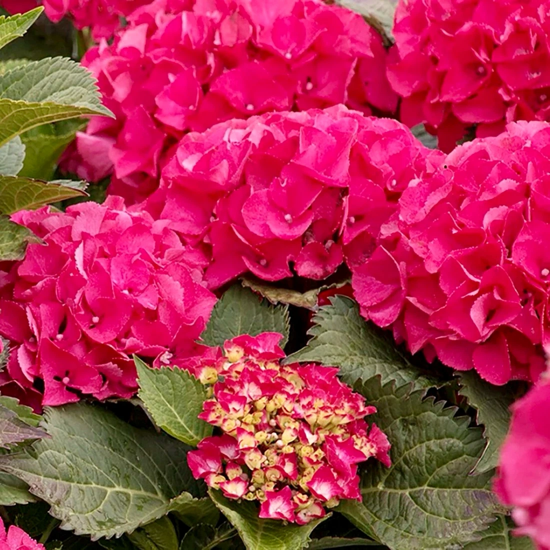 Paris Bigleaf Hydrangea