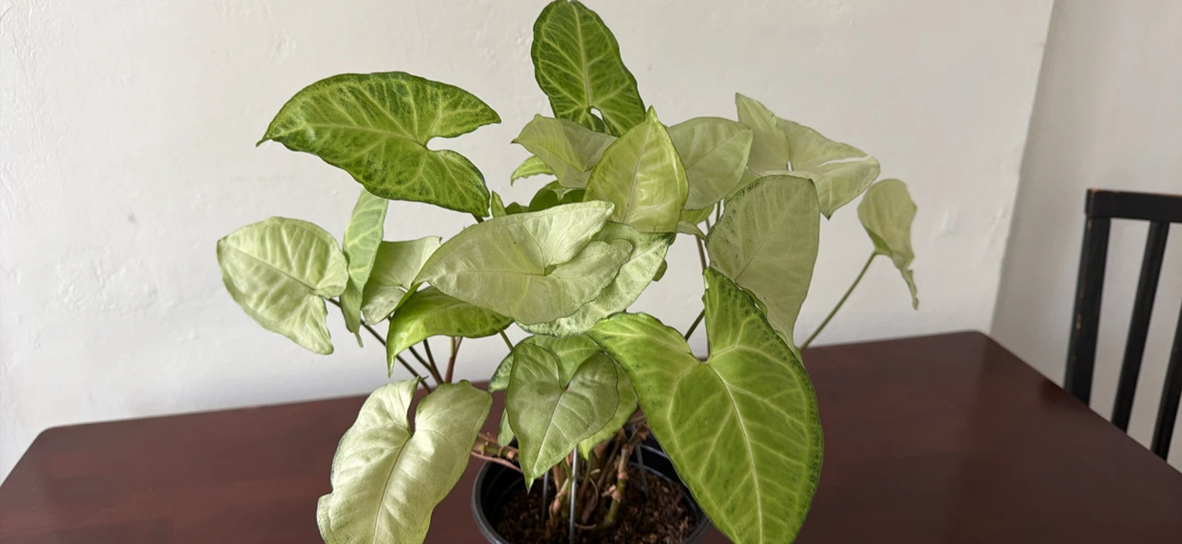 Syngonium Podophyllum Arrowhead Plant