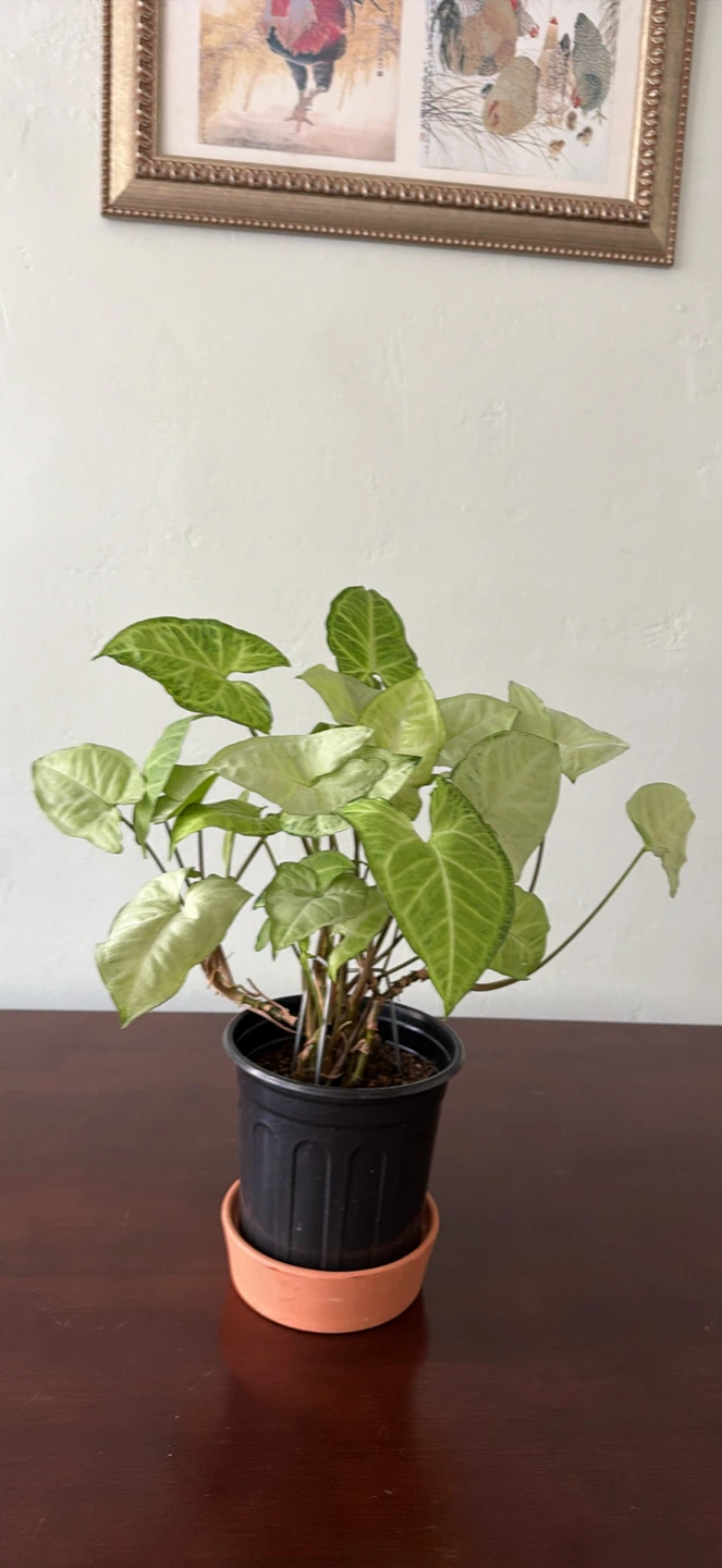 Syngonium Podophyllum Arrowhead Plant - photo 2