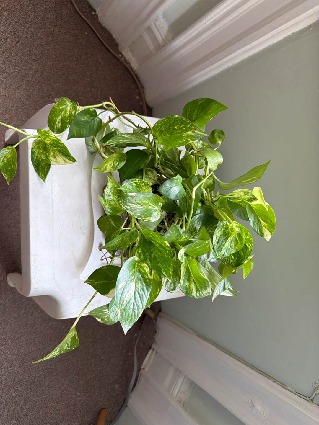 Pothos plant in purple ceramic pot