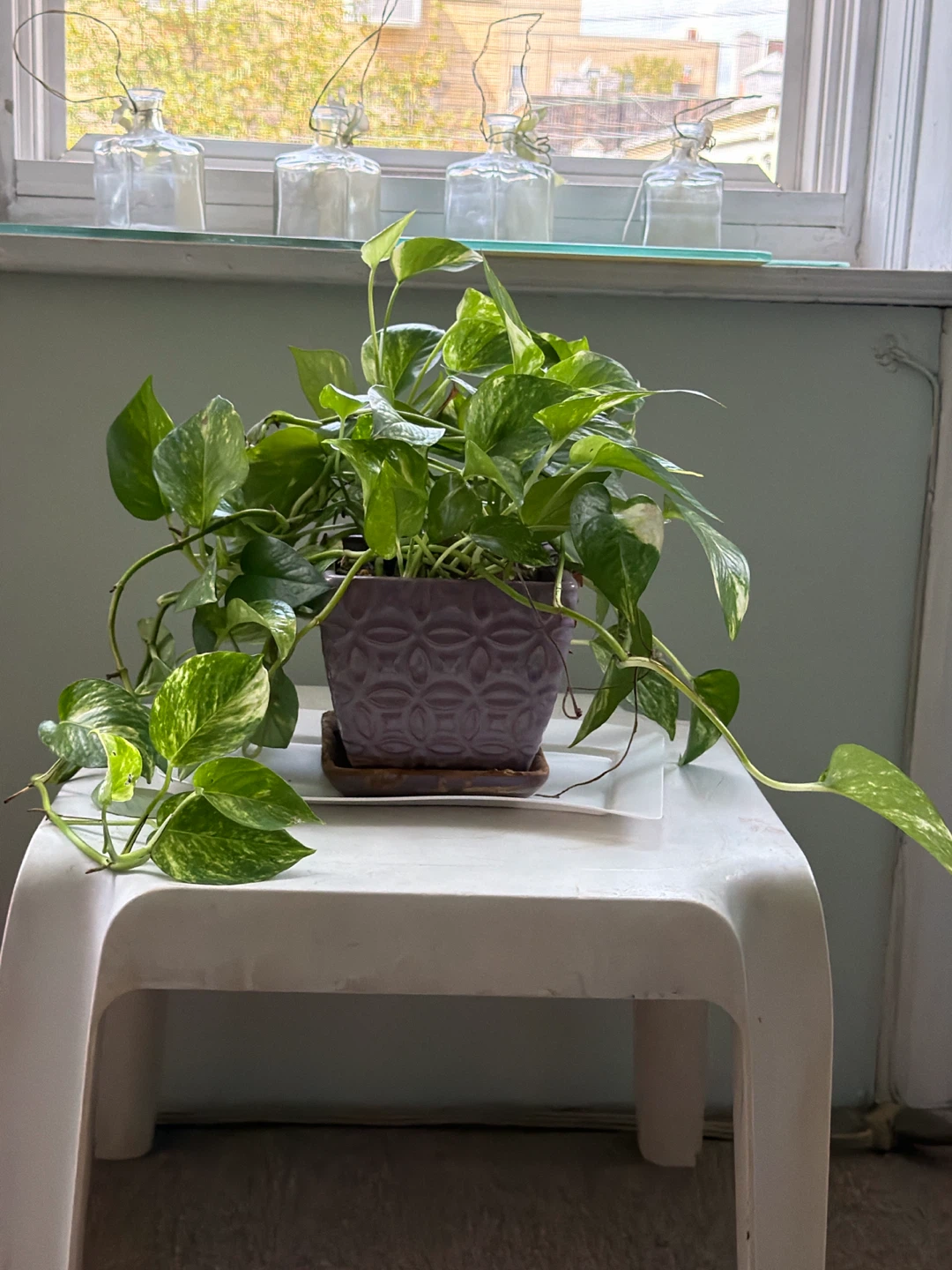 Pothos plant in purple ceramic pot - photo 2
