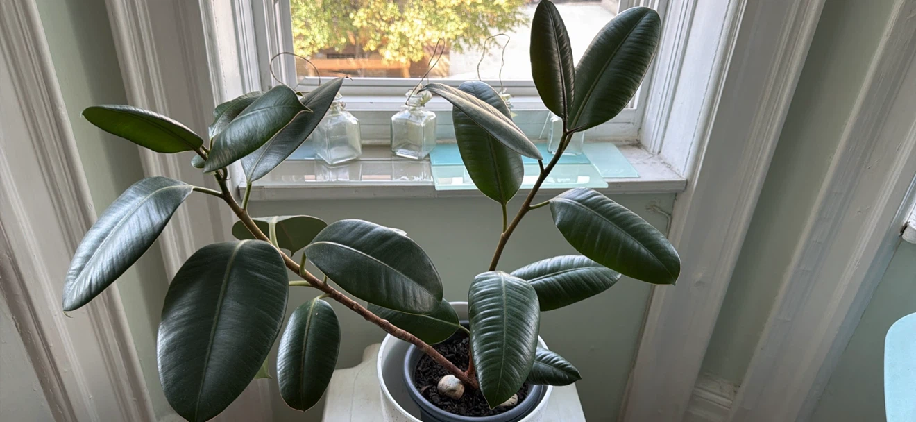 Rubber Tree Plant in Speckled Planter