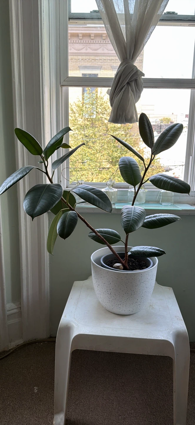 Rubber Tree Plant in Speckled Planter - photo 2