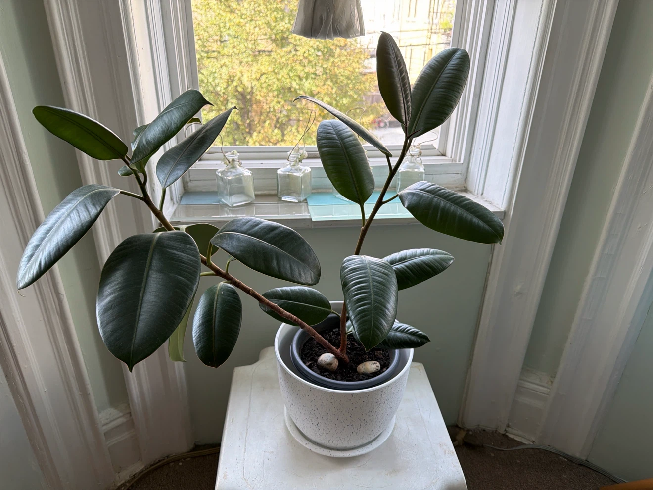 Rubber Tree Plant in Speckled Planter - photo 3