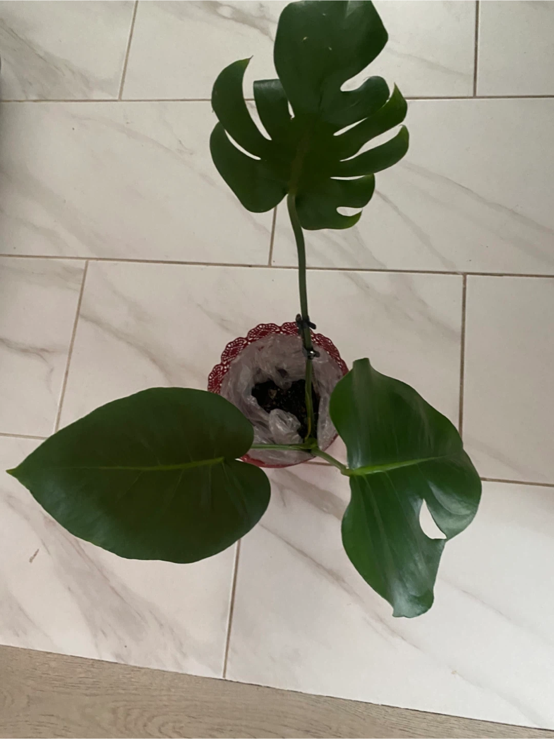Monstera Plant, pick up Islington/ Evans - photo 5