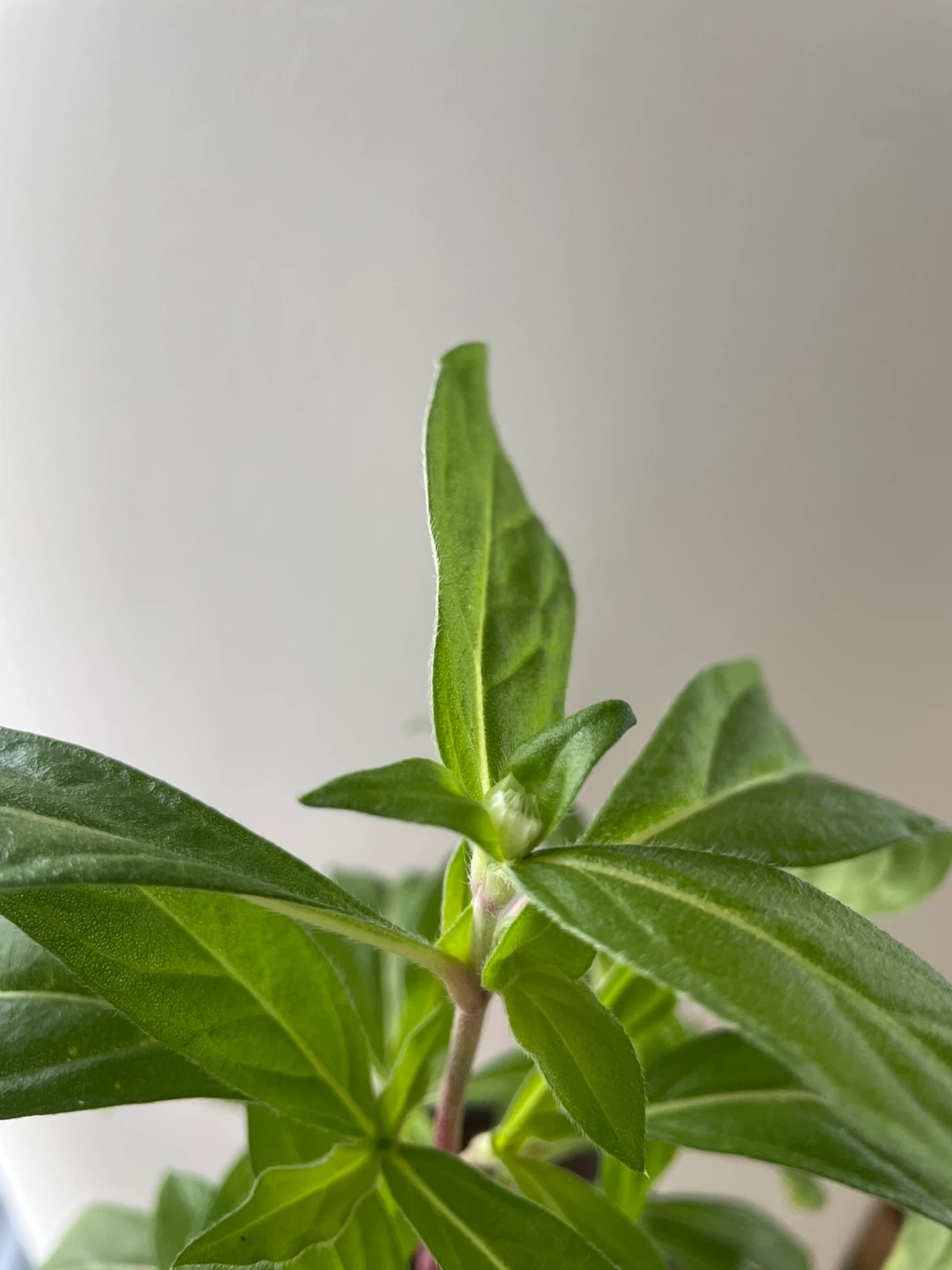 Gomphrena/Globe Amaranth about to flower - photo 2