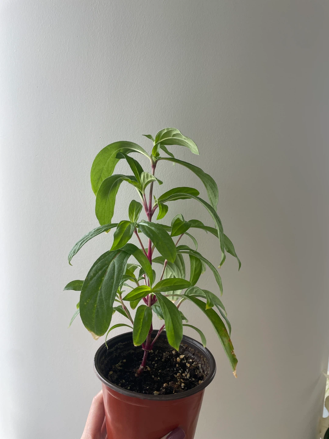 Gomphrena/Globe Amaranth about to flower