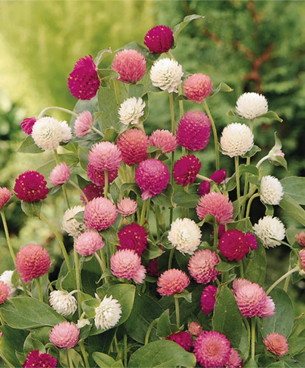 Gomphrena/Globe Amaranth about to flower - photo 3