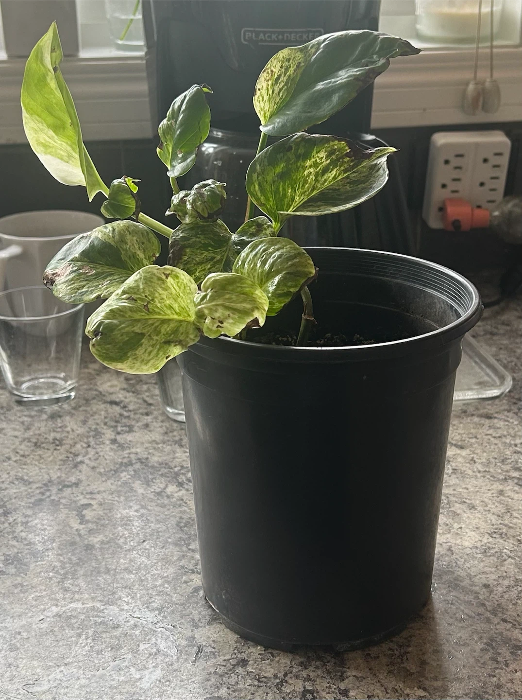 Variegated Pothos Plant in Black Pot