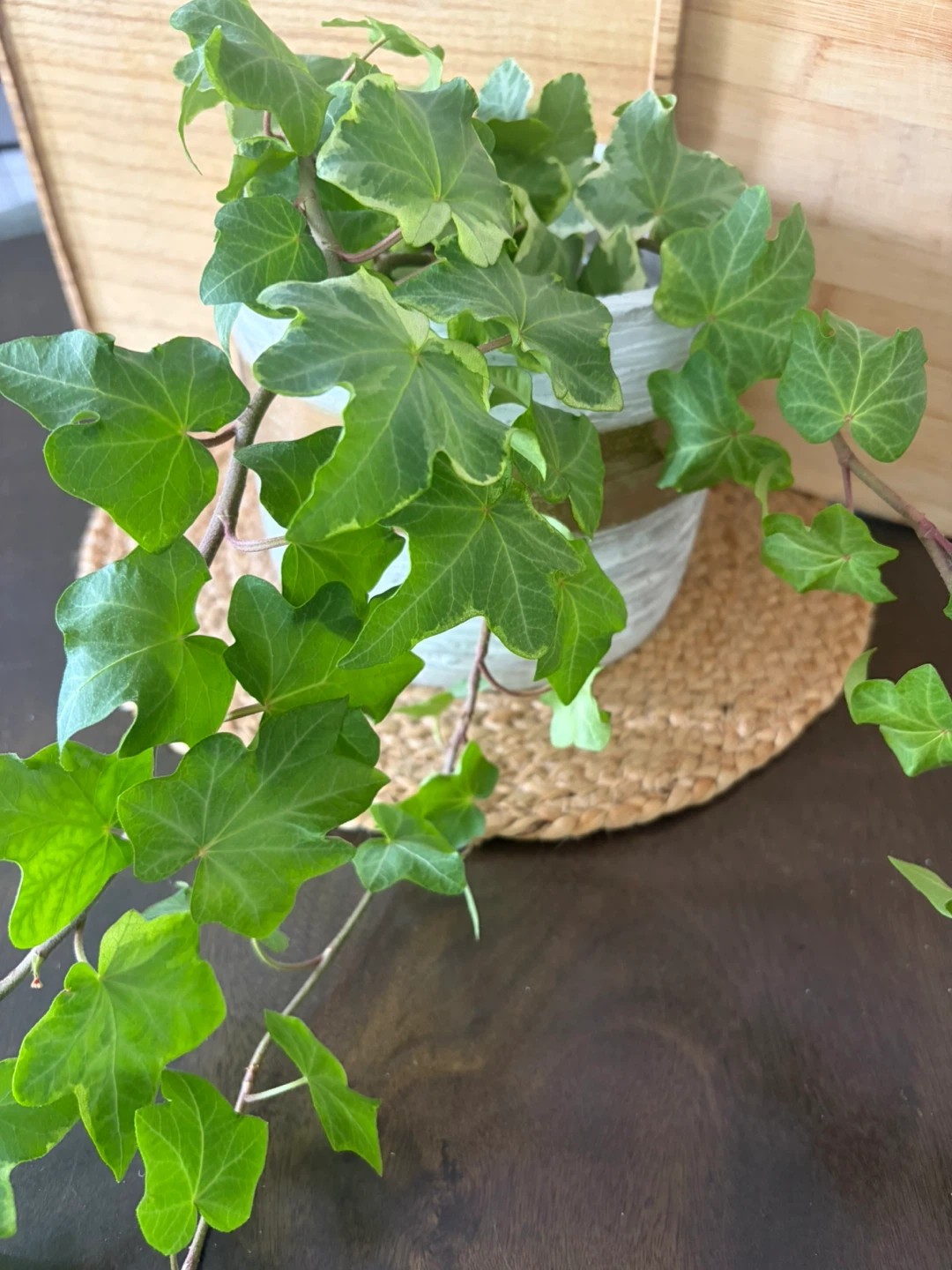 Healthy growing English ivy   With ceramic planter
