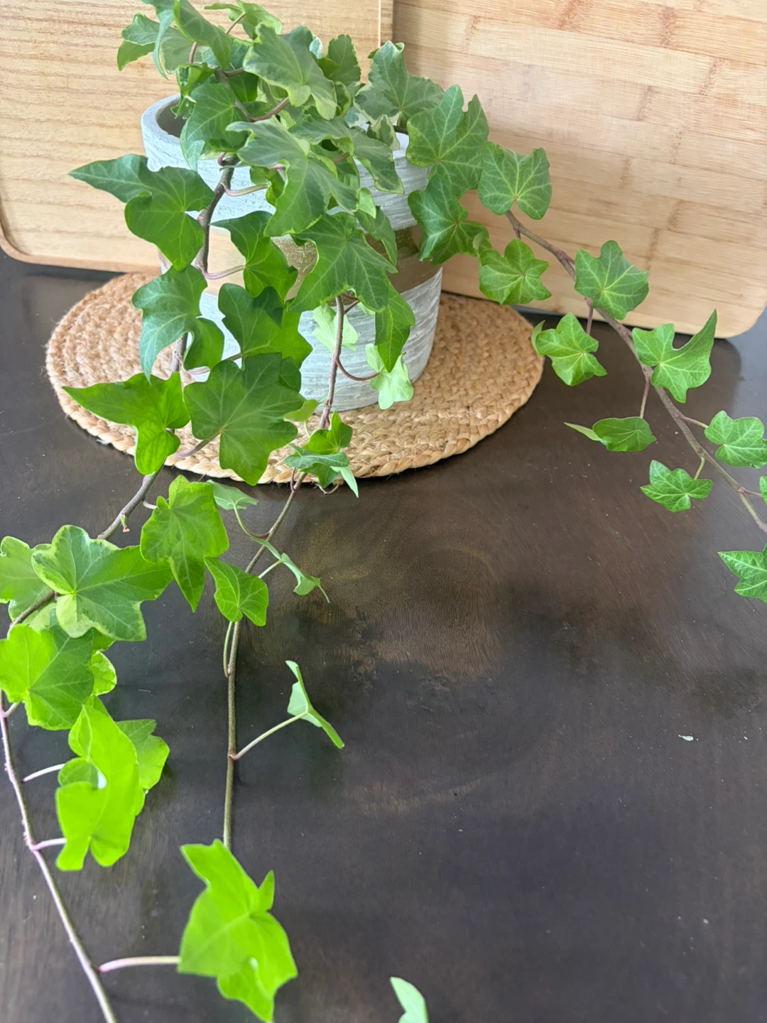 Healthy growing English ivy   With ceramic planter - photo 2