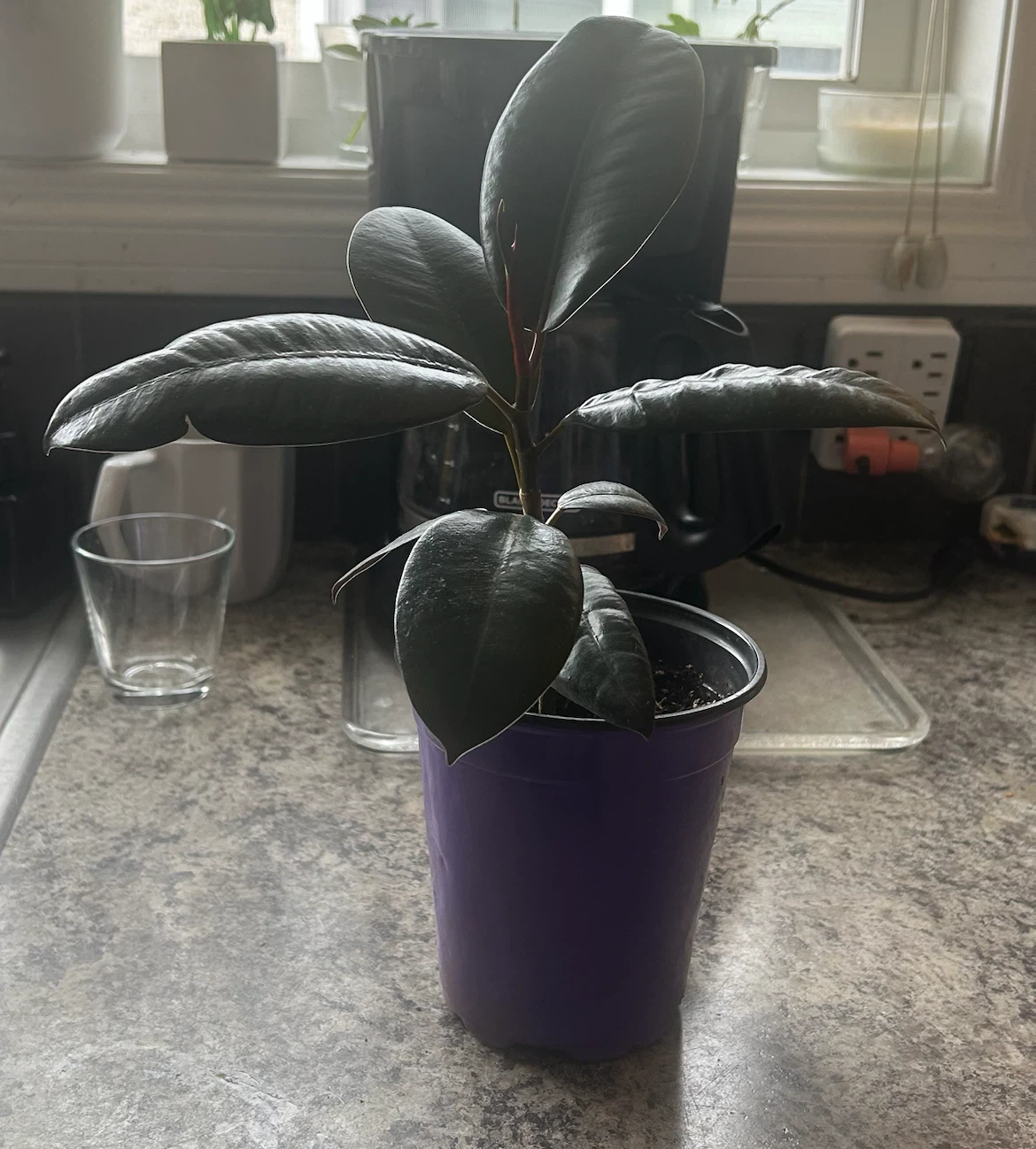 Burgundy Rubber Plant
