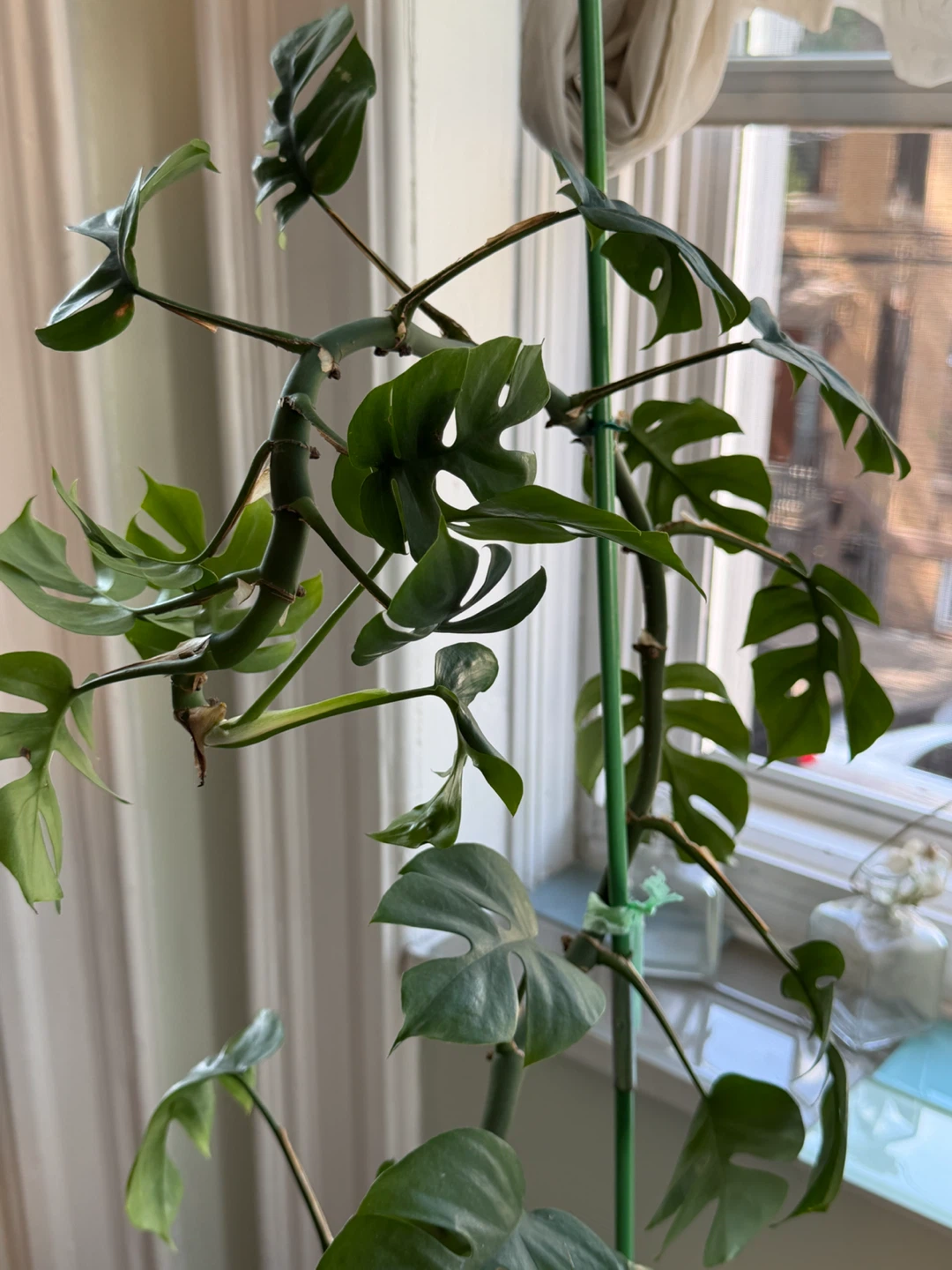 42” high Rhaphidophora Tetrasperma Plant with 7” black pot