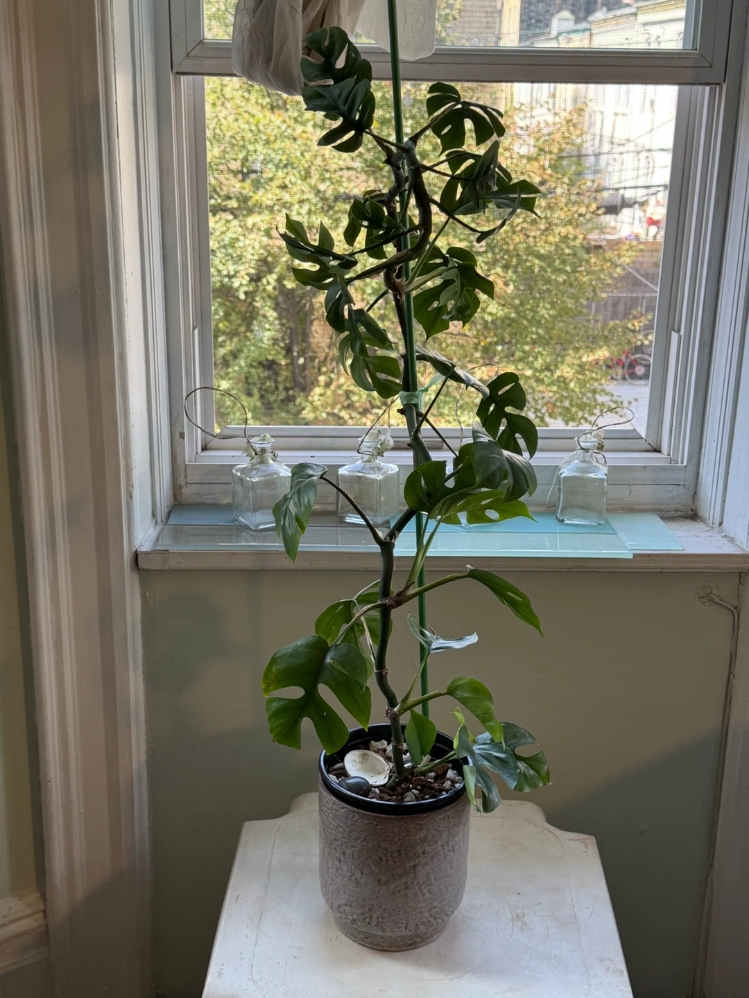 42” high Rhaphidophora Tetrasperma Plant with 7” black pot - photo 2