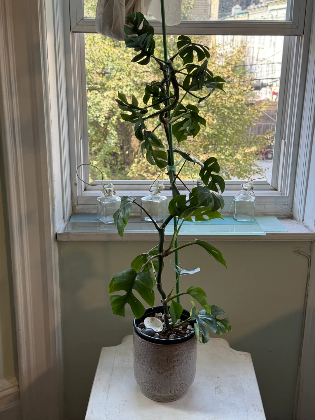 42” high Rhaphidophora Tetrasperma Plant with 7” black pot - photo 3