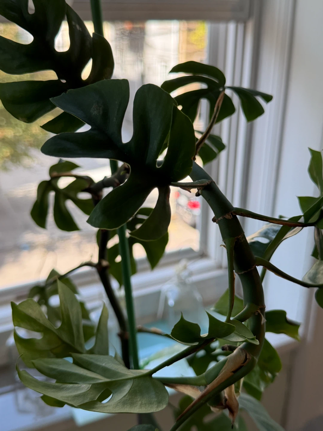 42” high Rhaphidophora Tetrasperma Plant with 7” black pot - photo 4