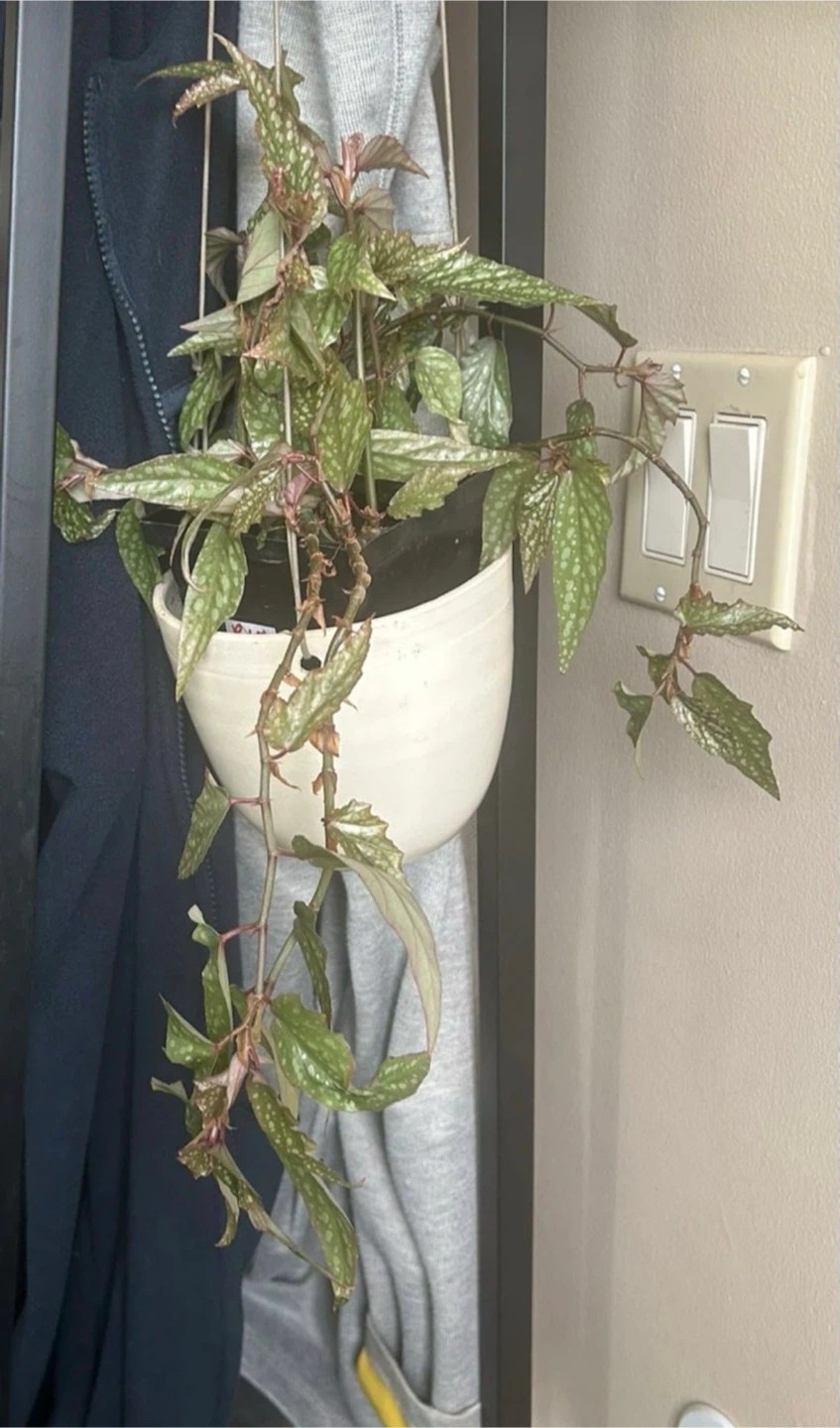 Angel Wing Begonia plant