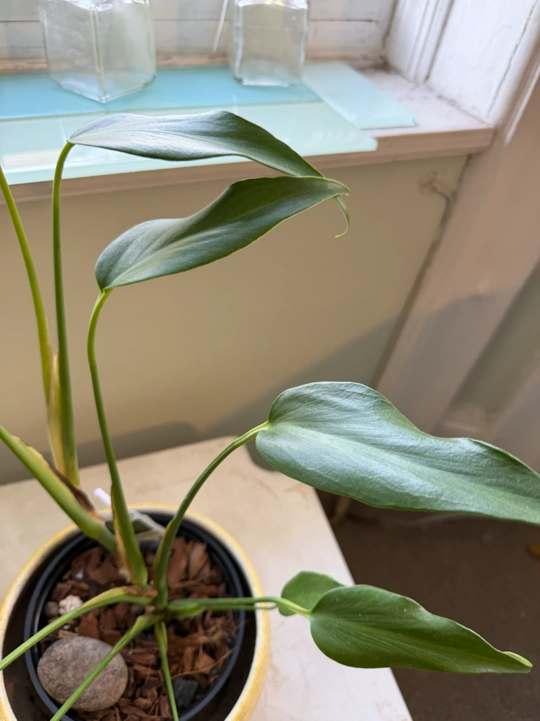 Green Plant in Yellow Ceramic Pot - photo 2