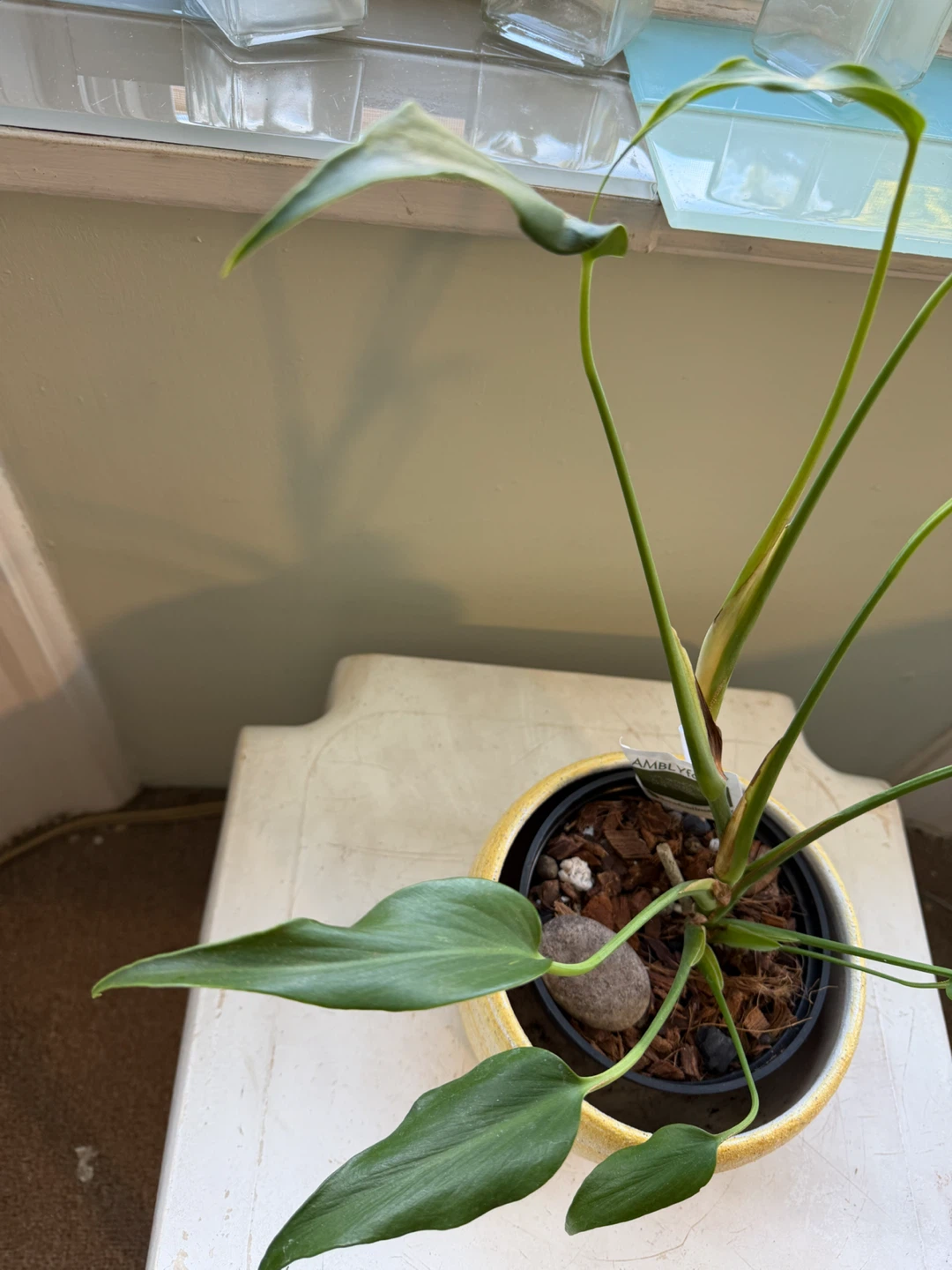 Green Plant in Yellow Ceramic Pot - photo 3