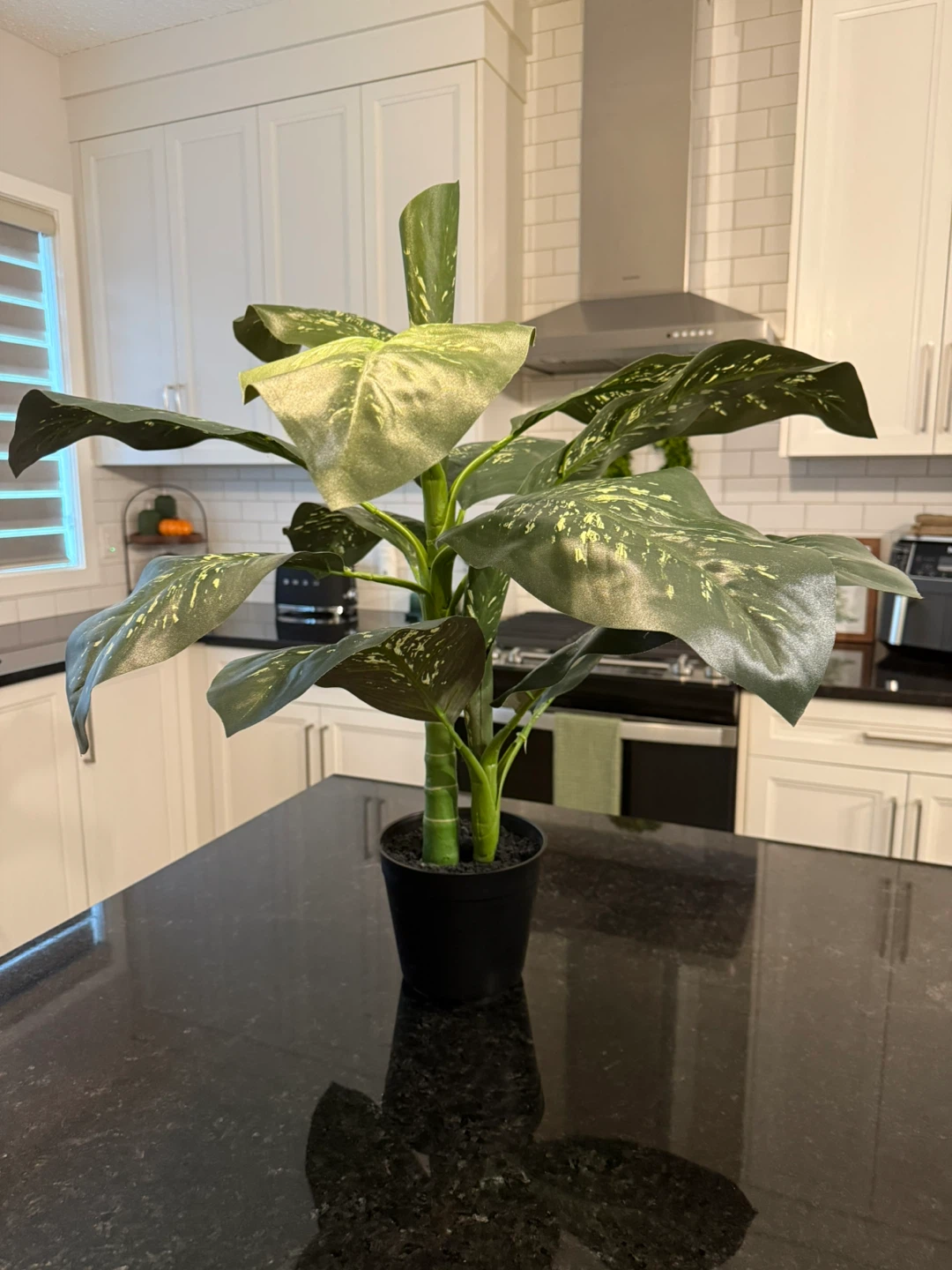 2.5ft Potted Plant by Ashland - Pick up in Alpine Park SW