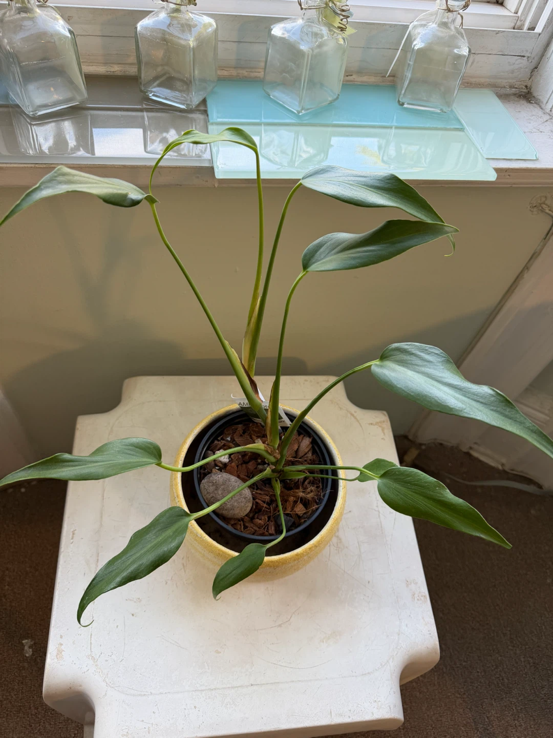 Green Plant in Yellow Ceramic Pot - photo 4