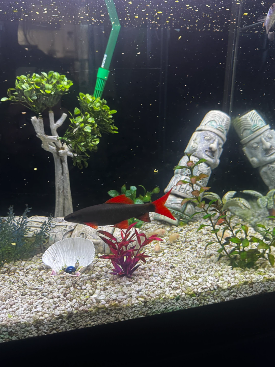 Red Tail Black Shark