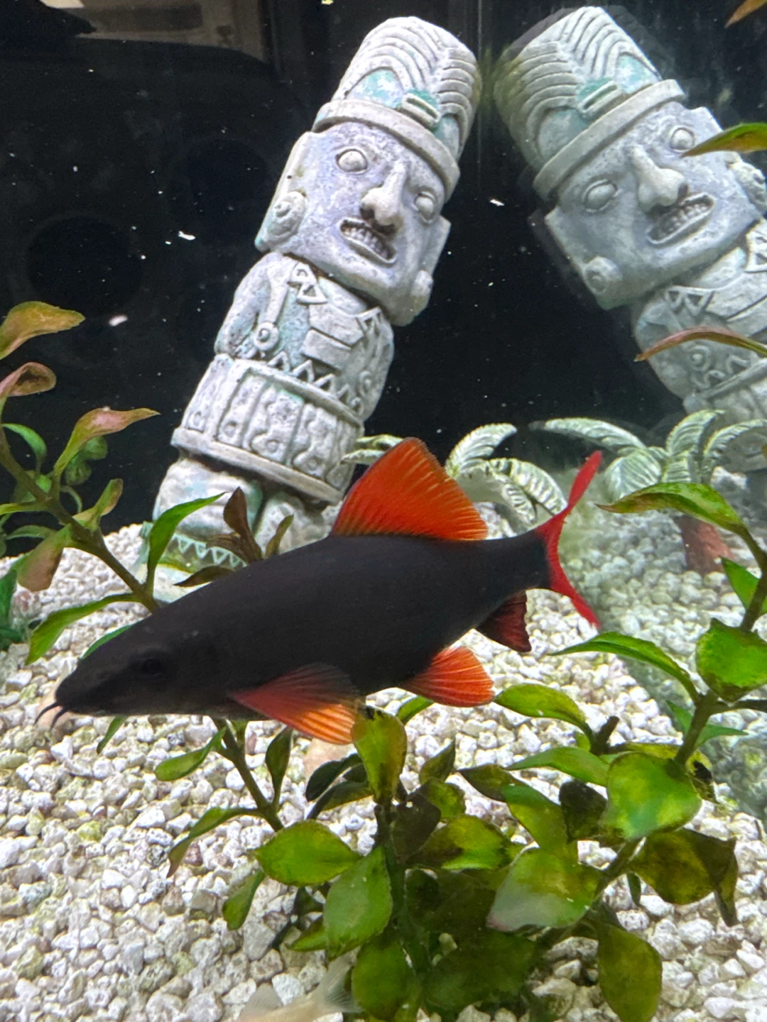 Red Tail Black Shark - photo 2