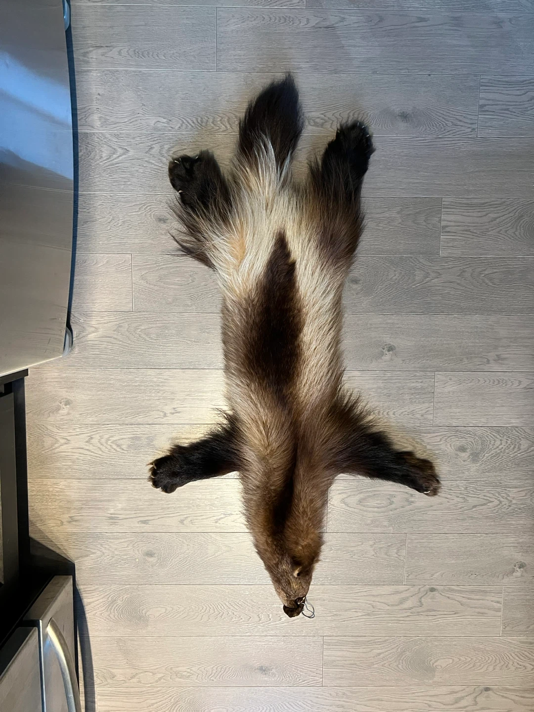 Wolverine hide pelt