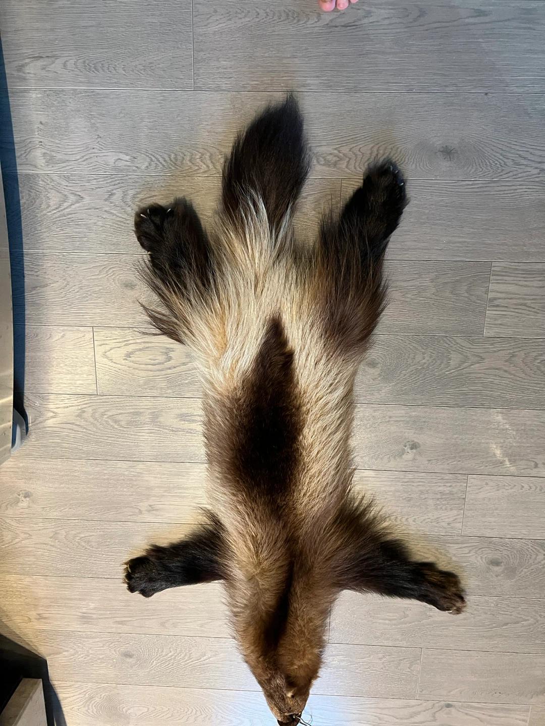 Wolverine hide pelt - photo 2