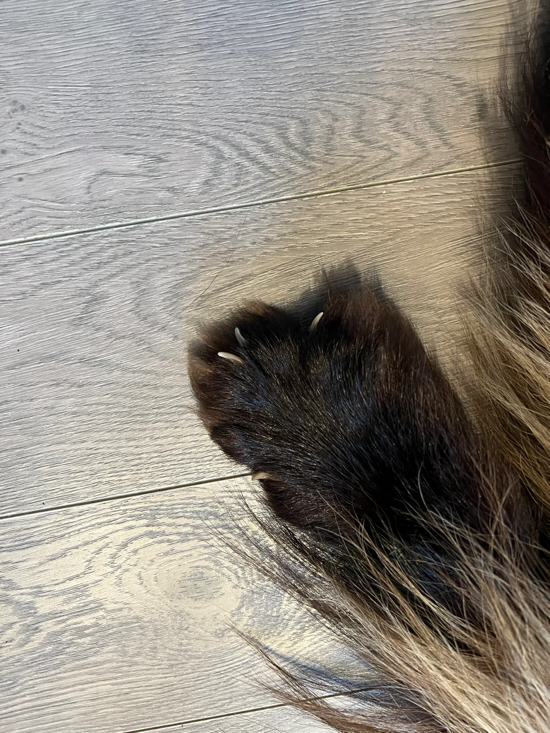 Wolverine hide pelt - photo 4
