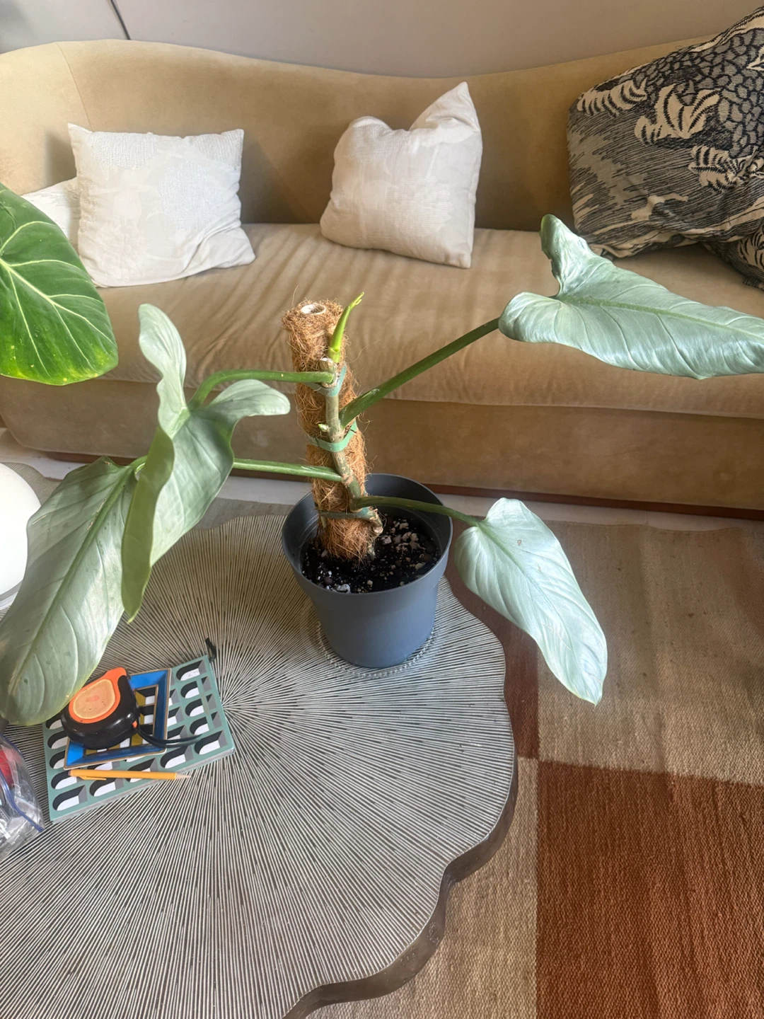 Philodendron Silver Sword with Moss Pole