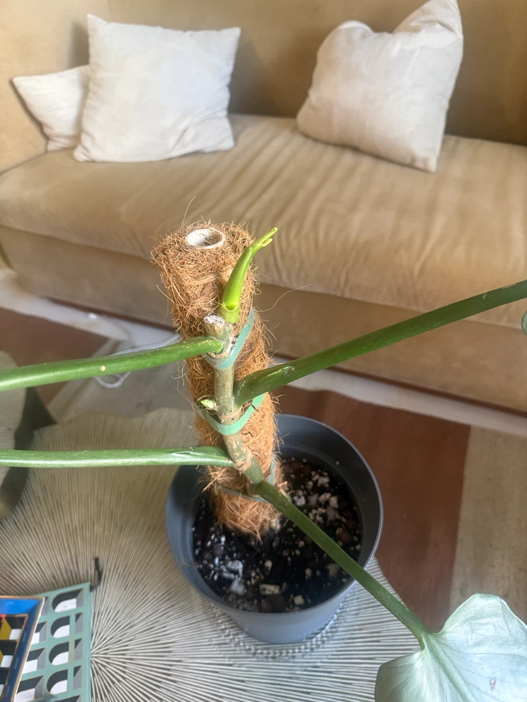 Philodendron Silver Sword with Moss Pole - photo 2