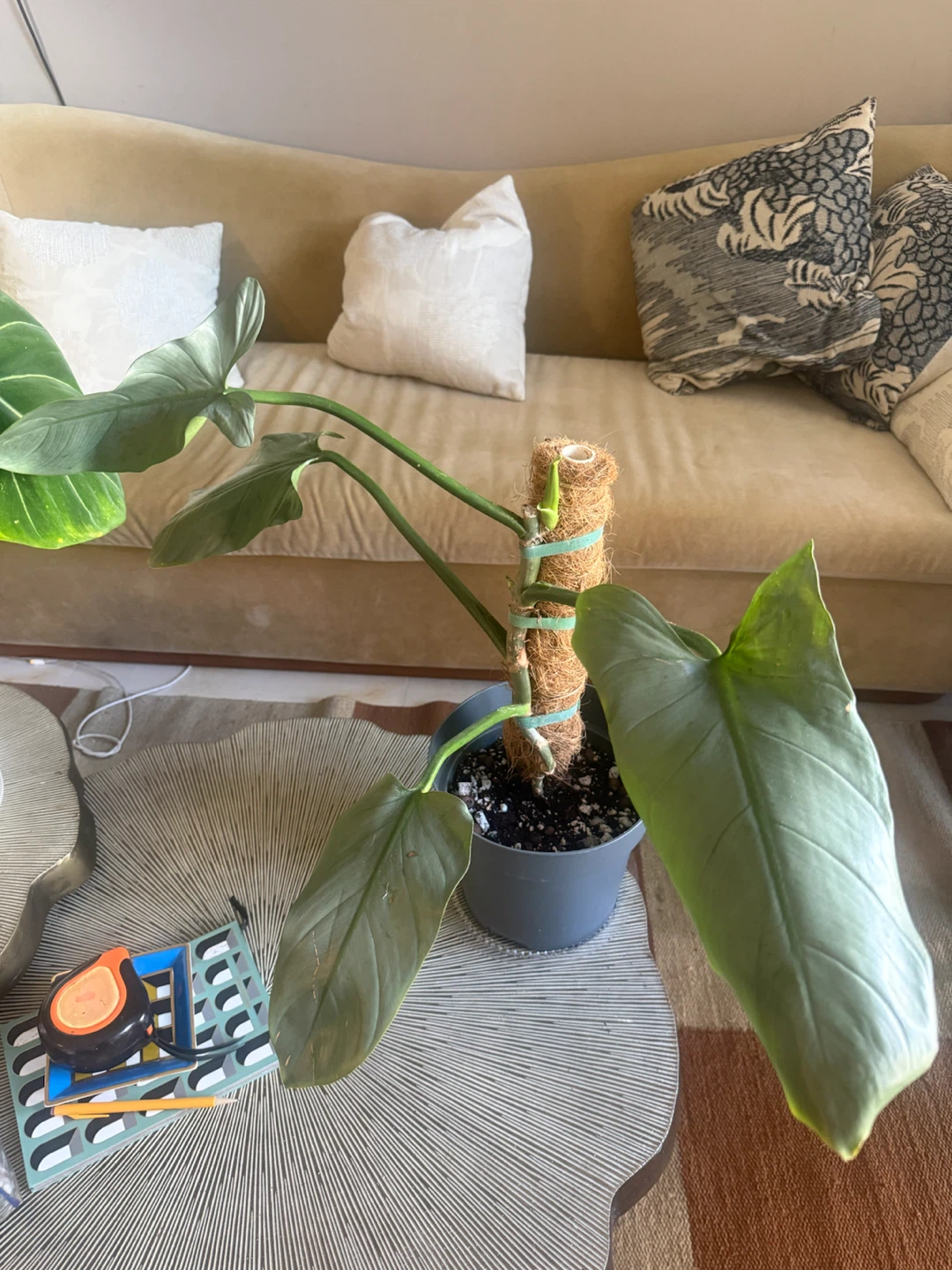 Philodendron Silver Sword with Moss Pole - photo 3