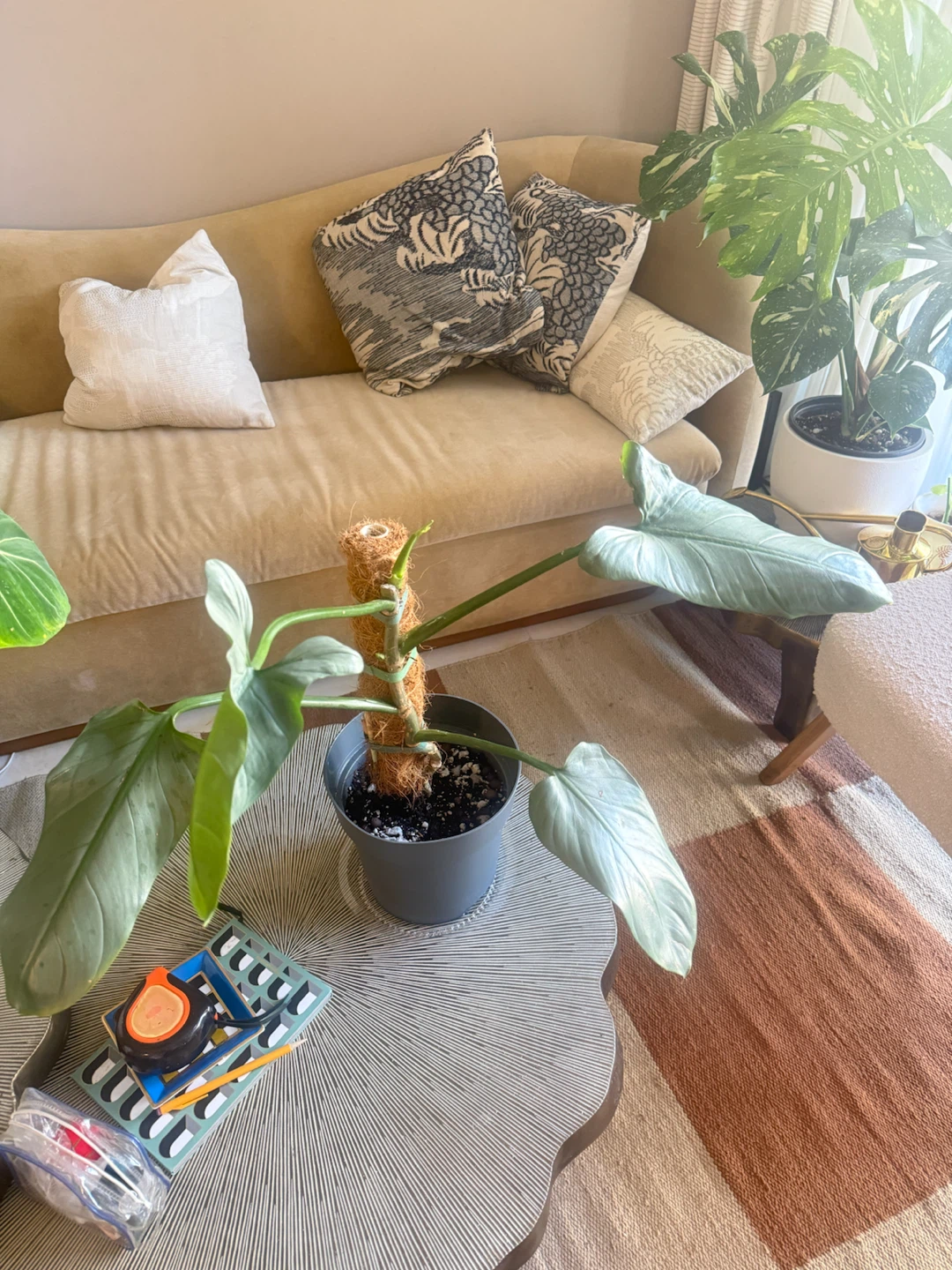 Philodendron Silver Sword with Moss Pole - photo 4