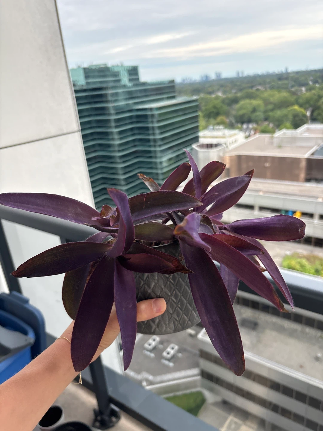 Tradescantia pallida in grey pot