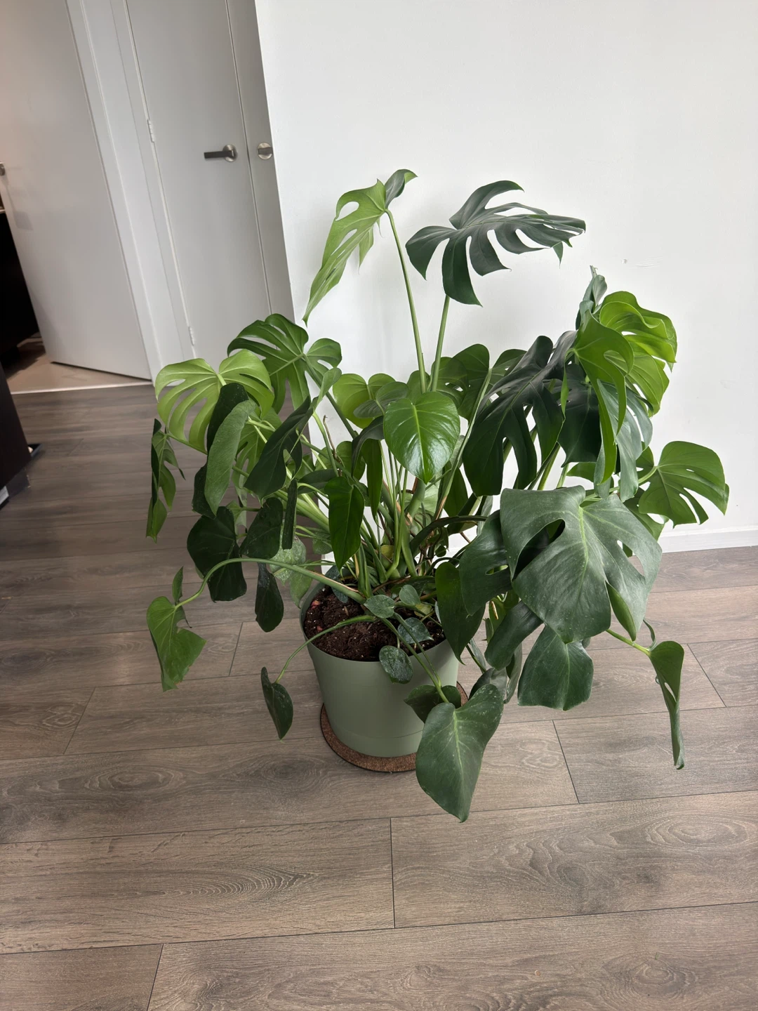 Extra Large (1m) Monstera Deliciosa Plant