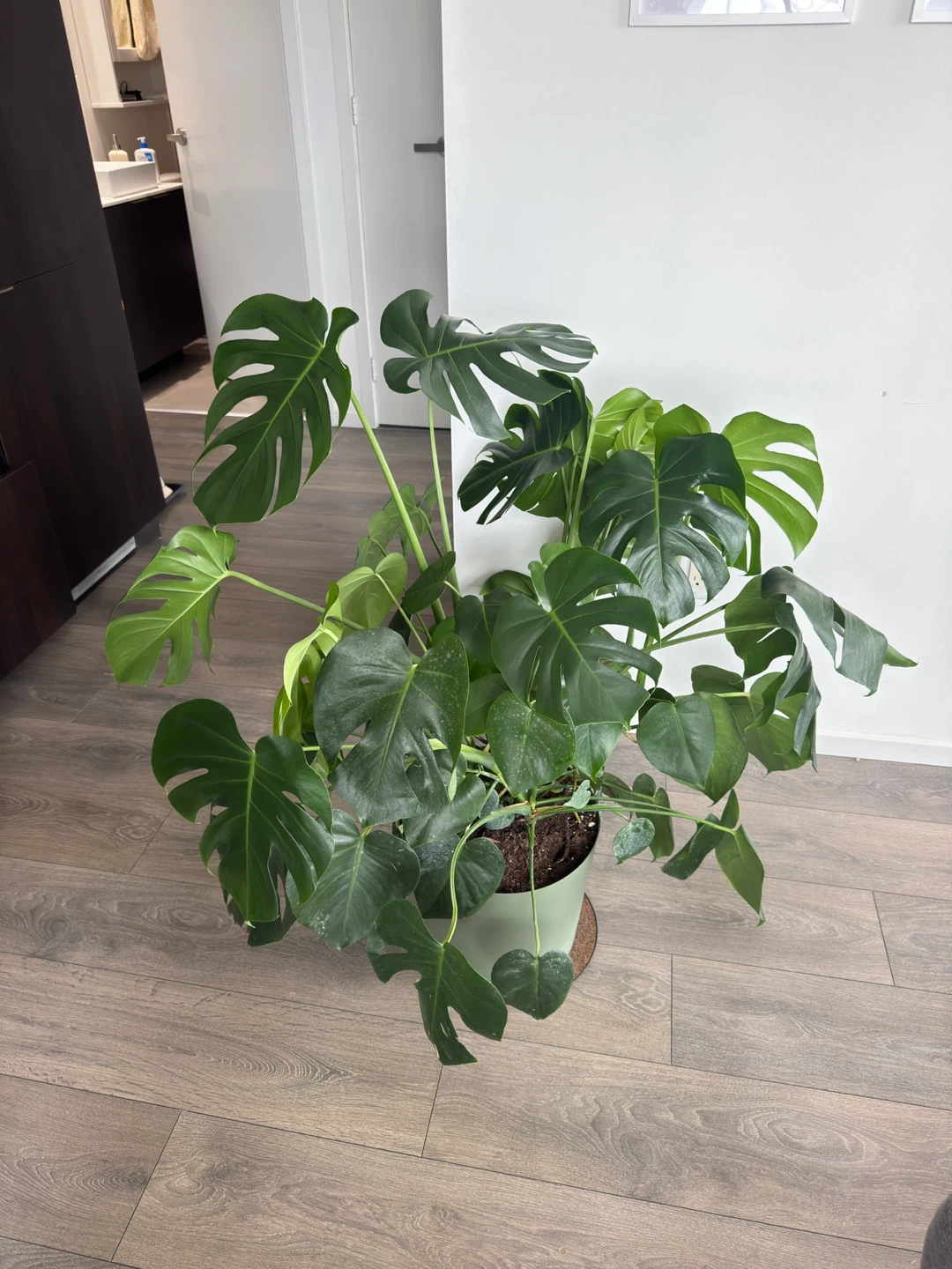 Extra Large (1m) Monstera Deliciosa Plant - photo 2