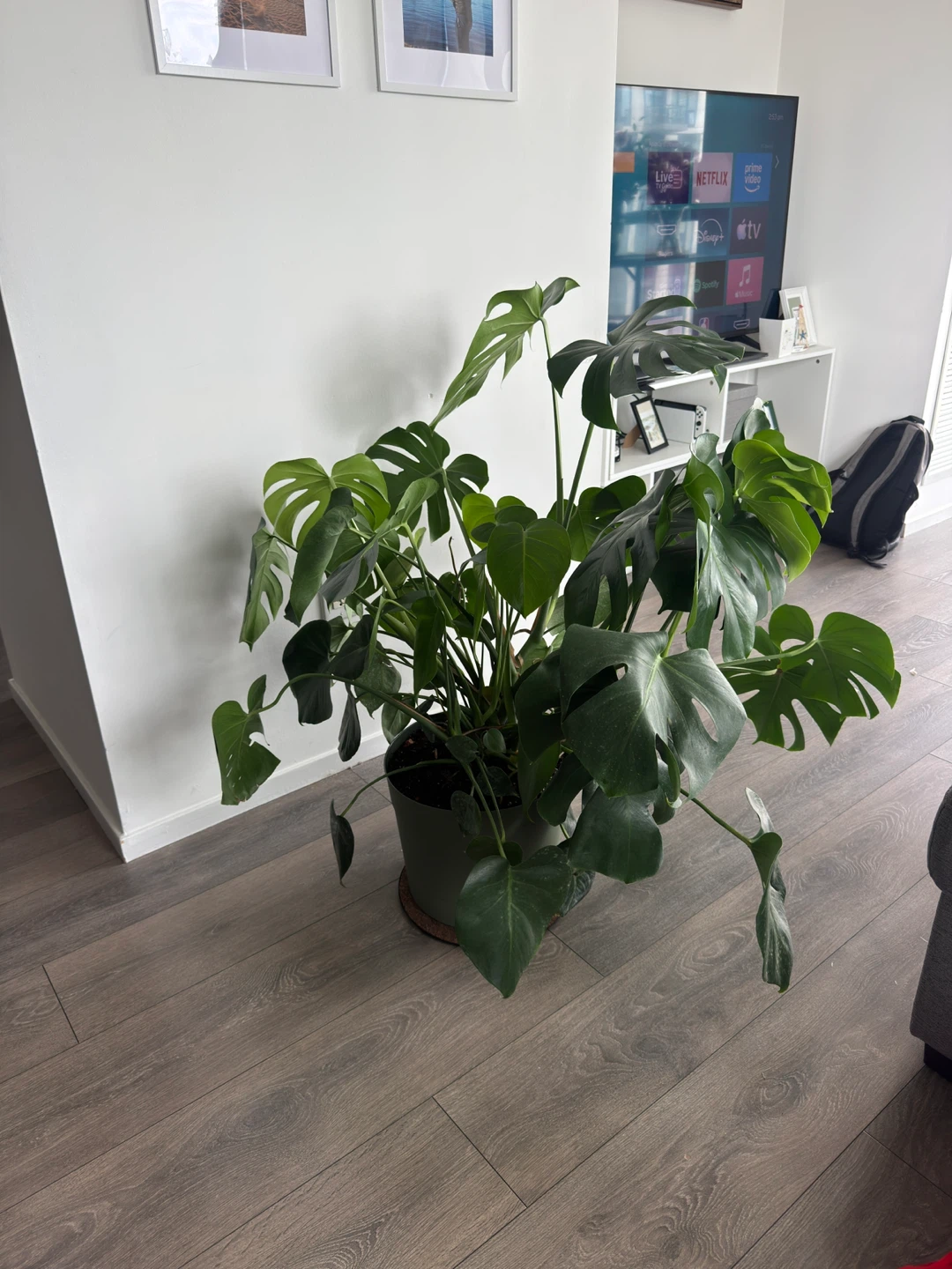 Extra Large (1m) Monstera Deliciosa Plant - photo 3