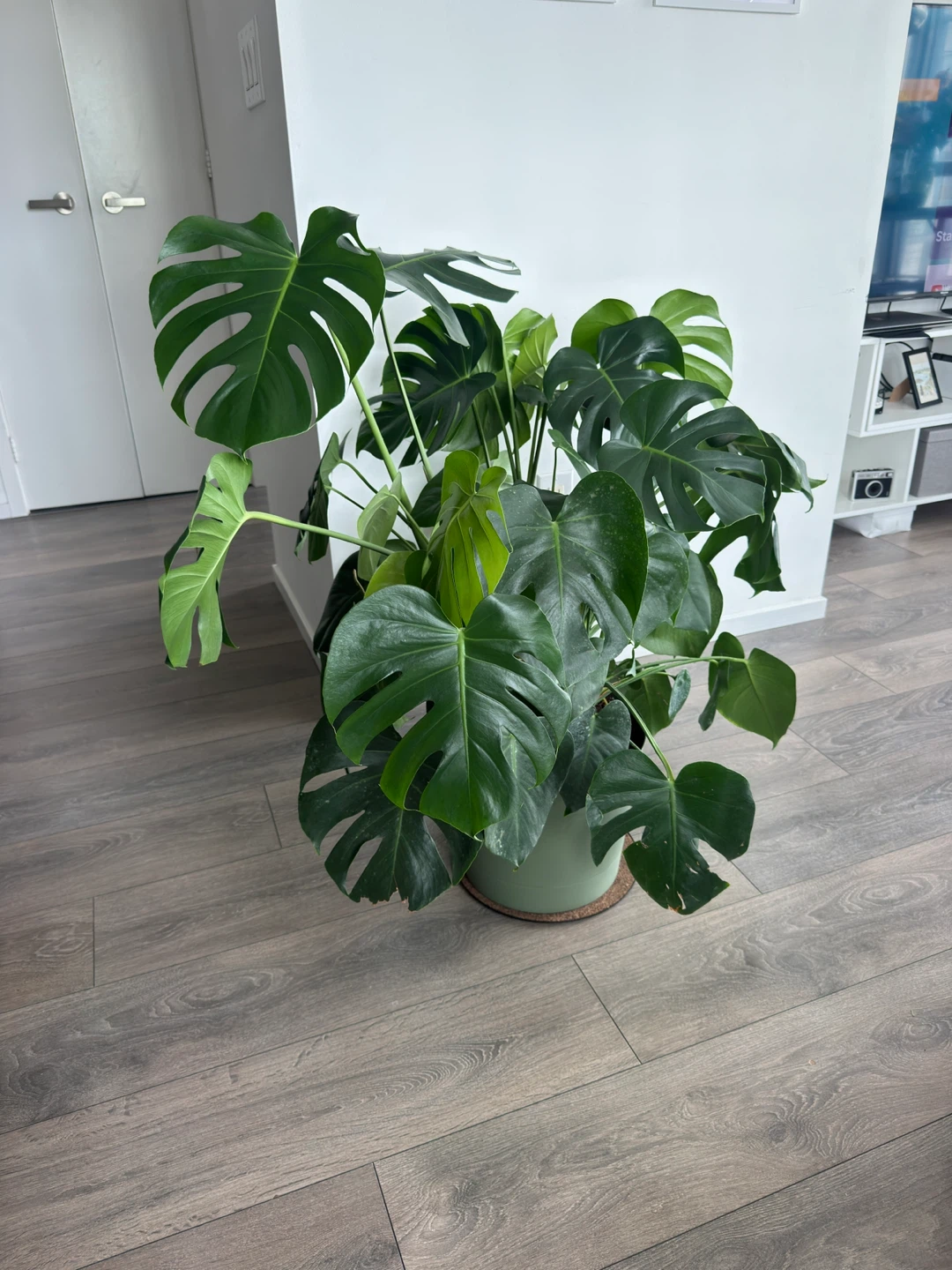 Extra Large (1m) Monstera Deliciosa Plant - photo 4
