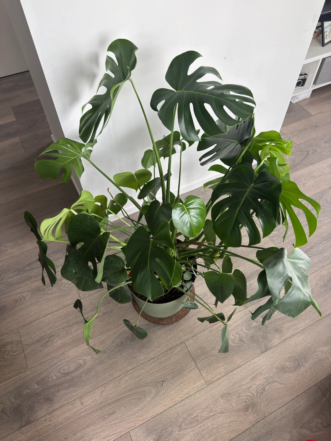 Extra Large (1m) Monstera Deliciosa Plant - photo 5