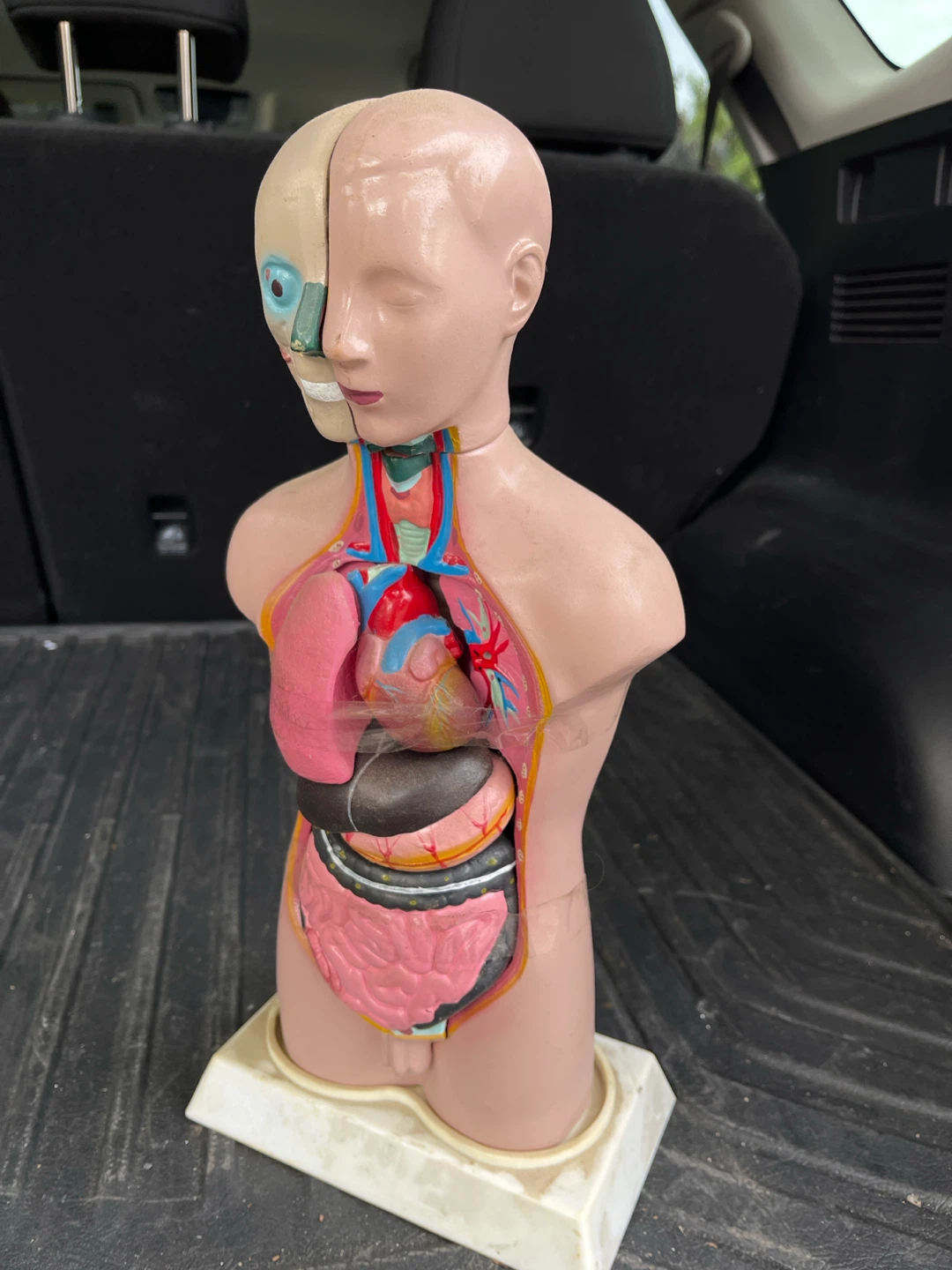 Human Torso Anatomical Model