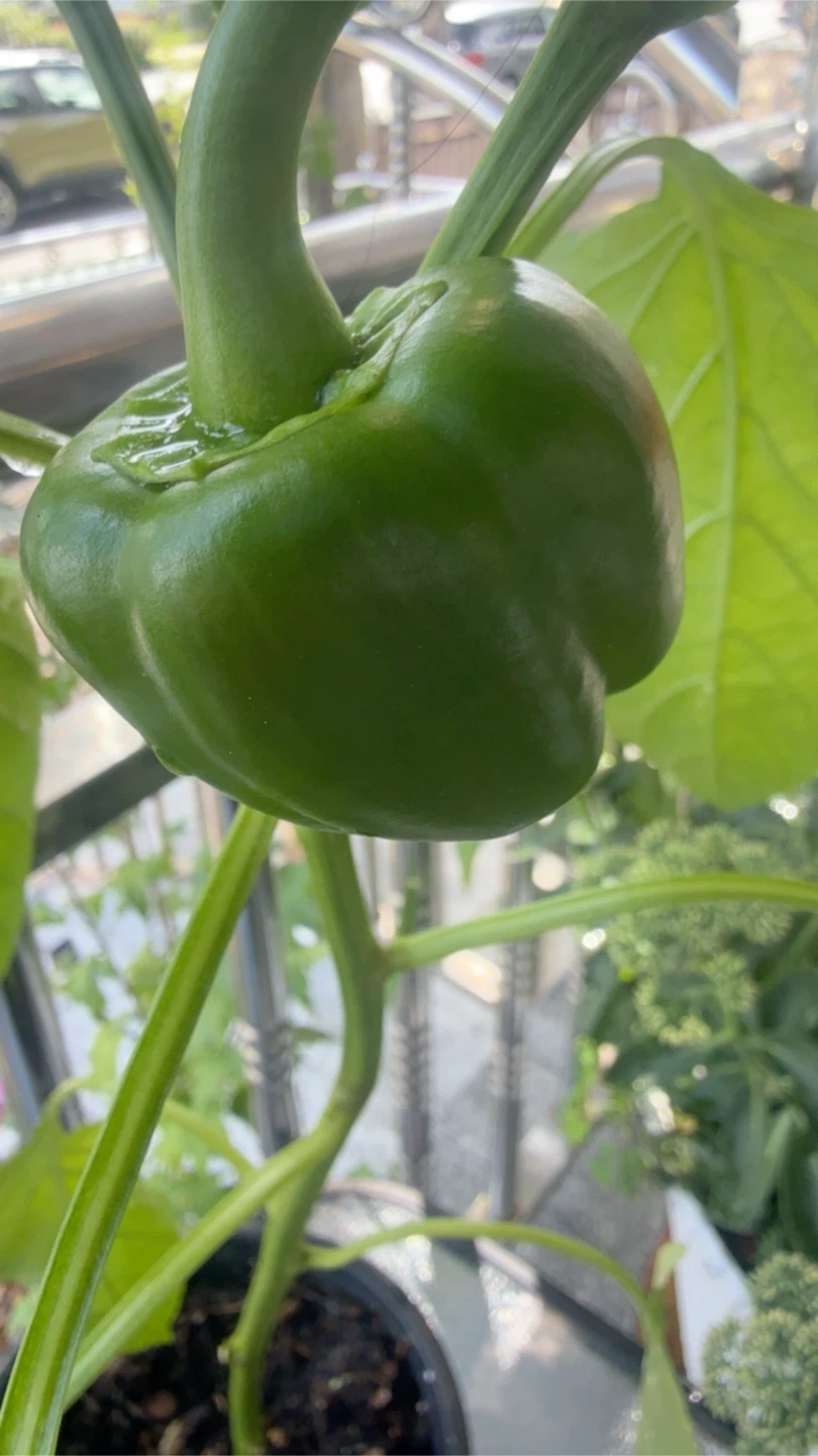 Green Bell Pepper Plant - photo 2
