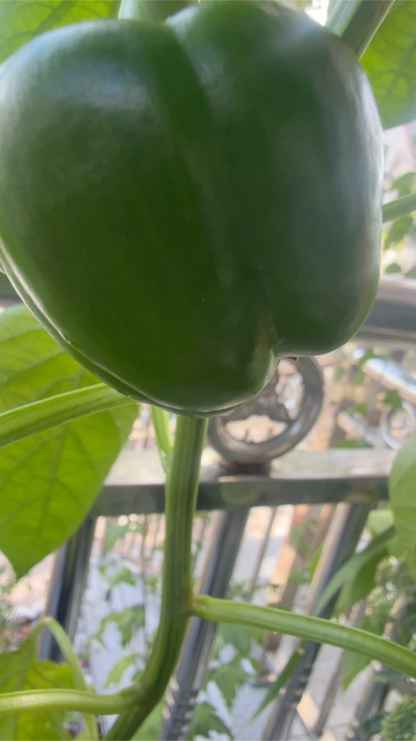 Green Bell Pepper Plant - photo 3