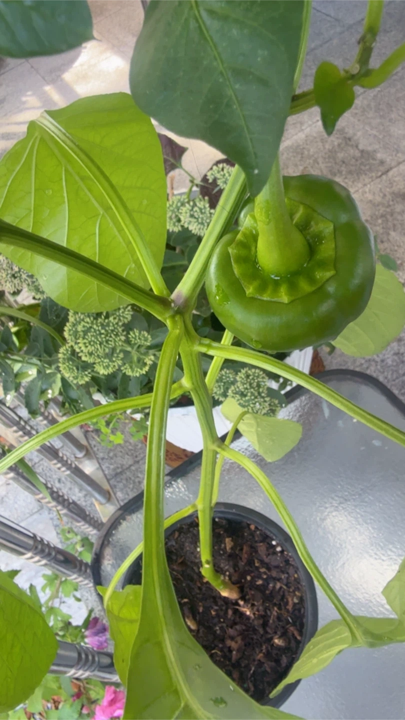 Green Bell Pepper Plant - photo 4