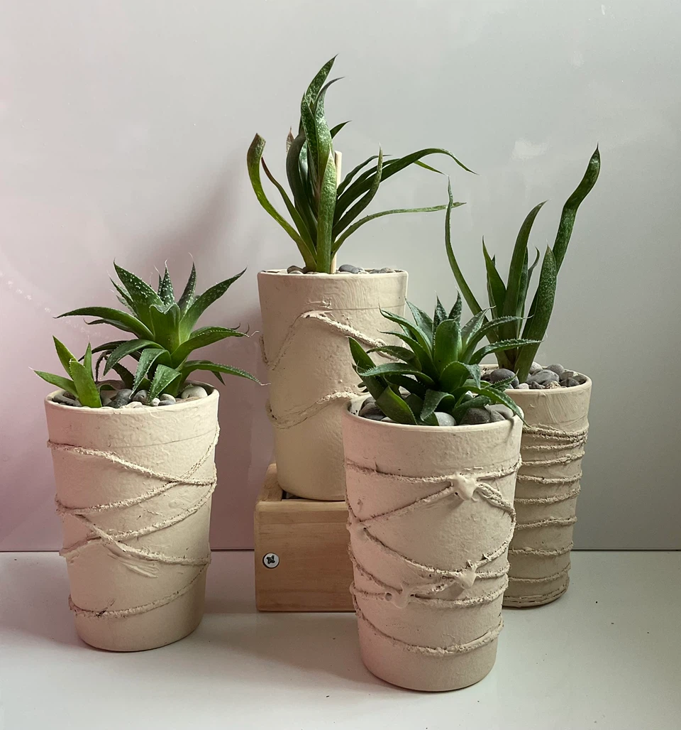 Potted Lace Aloe and Gasteria succulent plants