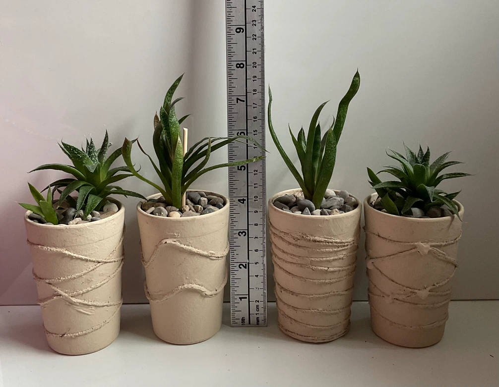 Potted Lace Aloe and Gasteria succulent plants - photo 2