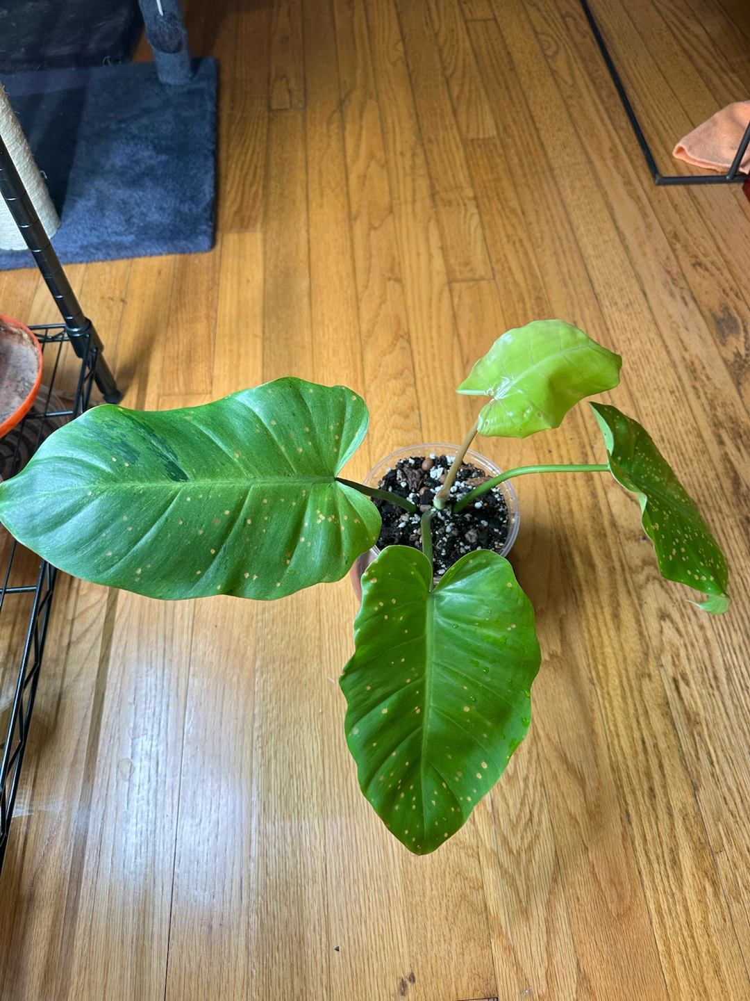 Philodendron Snow Drift—Low Variegation