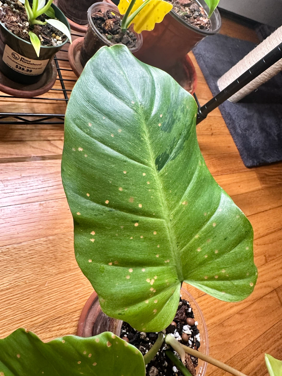 Philodendron Snow Drift—Low Variegation - photo 2