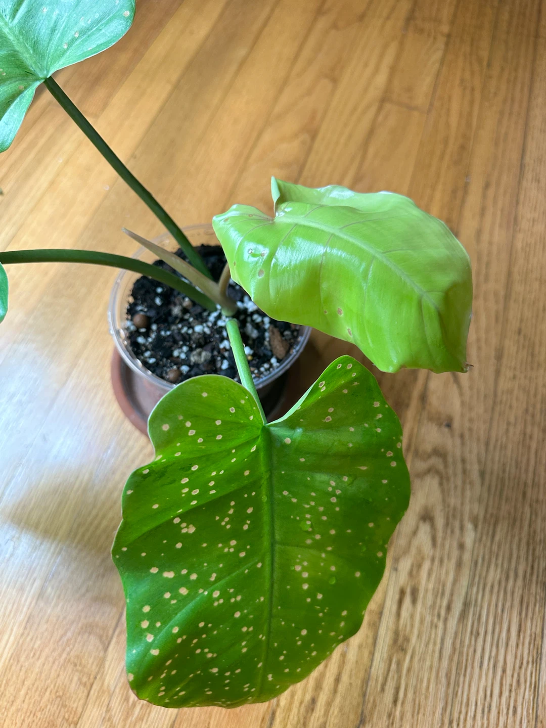 Philodendron Snow Drift—Low Variegation - photo 3