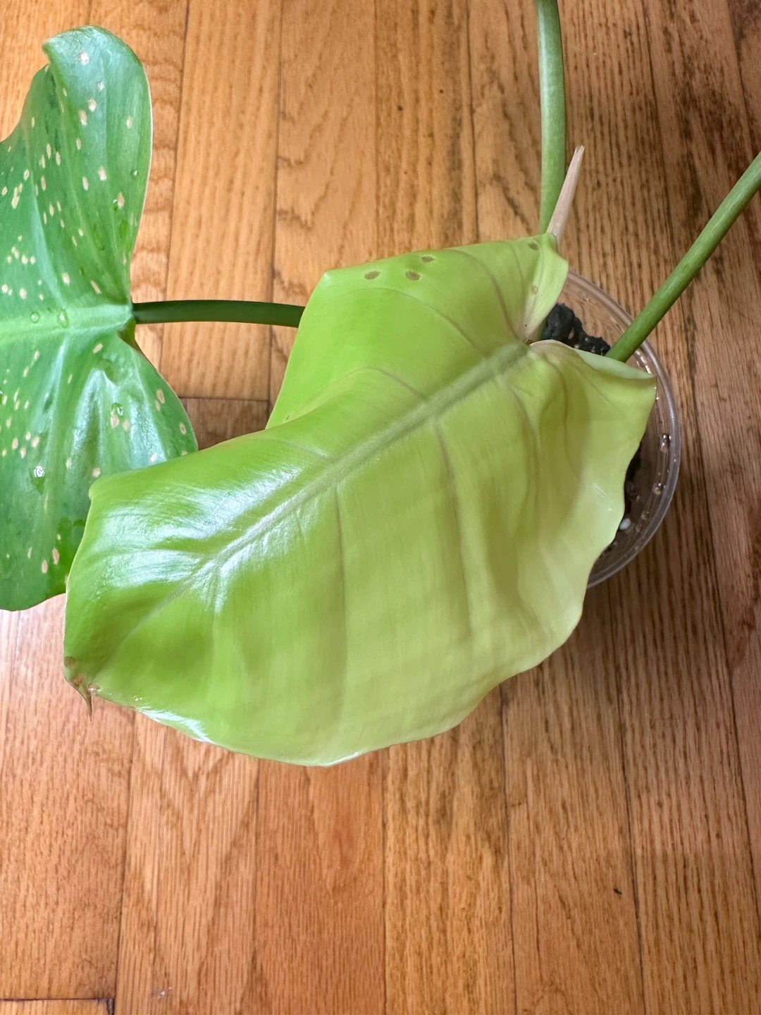 Philodendron Snow Drift—Low Variegation - photo 4